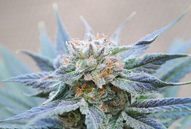 Graines de cannabis Skunk+ féminisées de Kannabia pour intérieur et extérieur